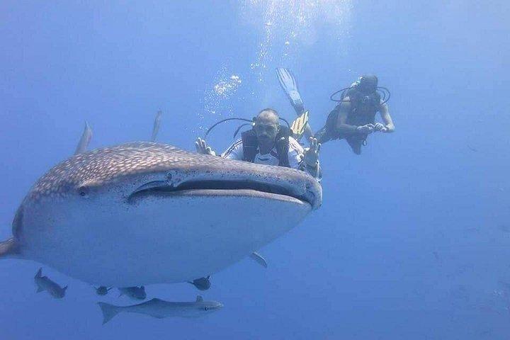 Buceo de día completo en Hurghada