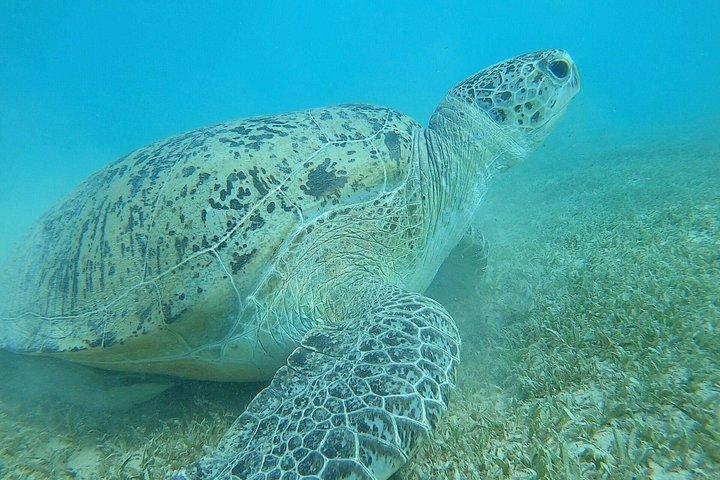 Buceo de día completo en Hurghada