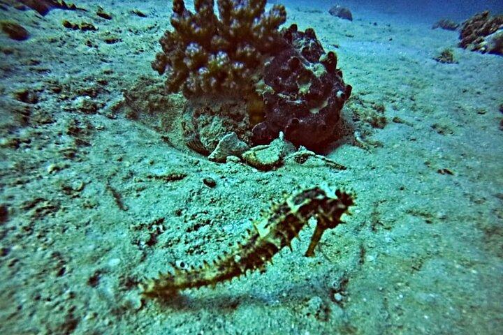 Buceo de día completo en Hurghada