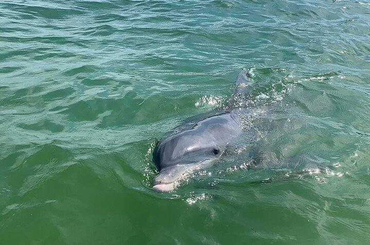 Private Delfin- und Sightseeing-Boots-Tagestour