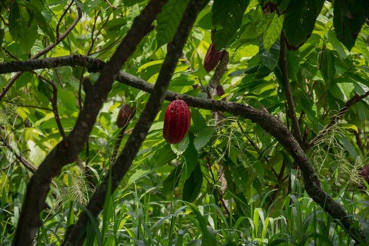 Cacao Farm Excursion Day Trip from Guayaquil