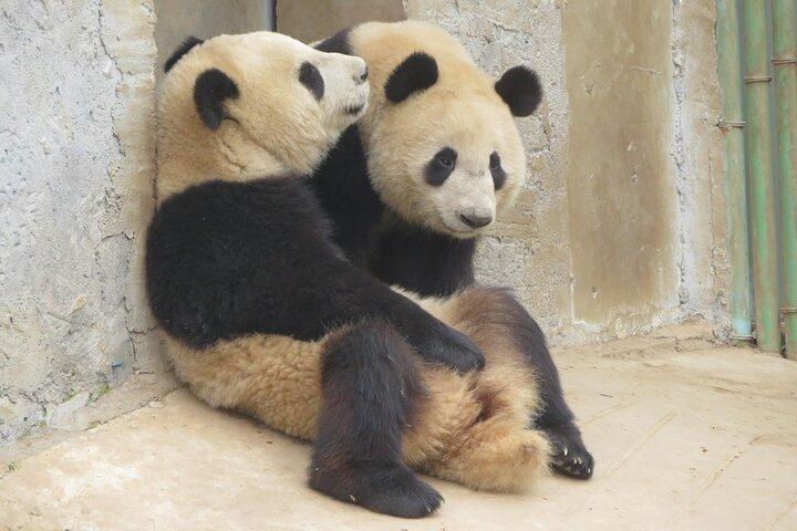Halvdagstur til Xi'an Wild Panda Breeding and Protecting Center
