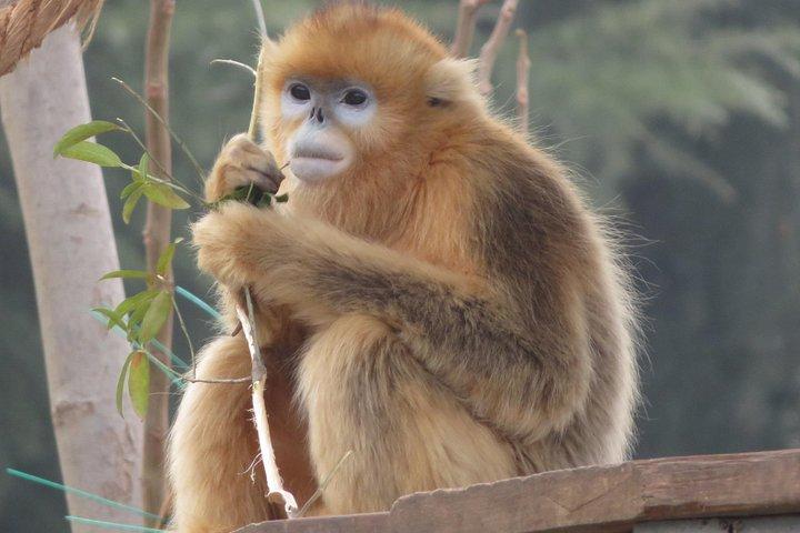 西安野生パンダ繁殖保護センターへの半日ツアー