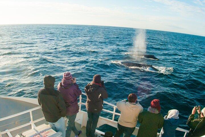 Port Stephens: Hvalsafari-krydstogt
