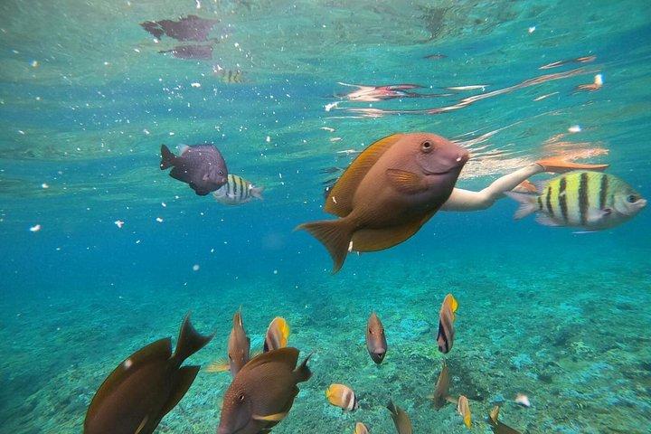 バリ島：ベスト・オブ・ヌサペニダ島旅行