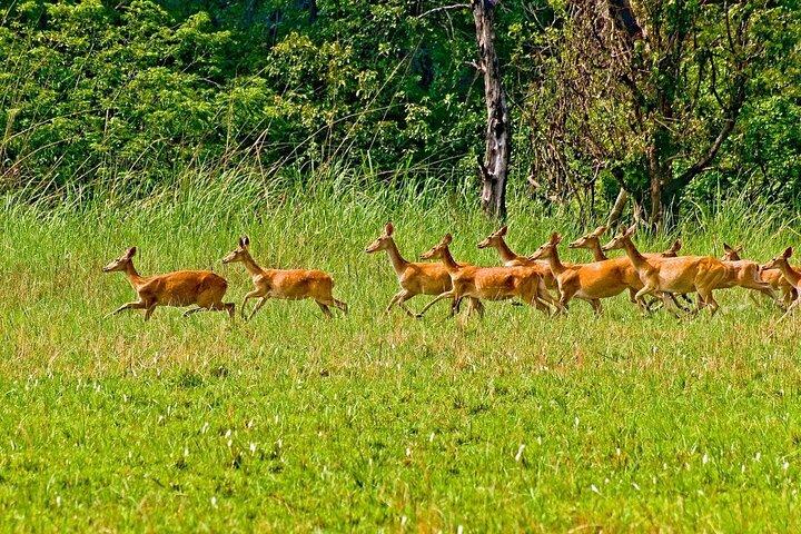 3 泊 4 日のチトワン国立公園とタワー ナイト ステイ