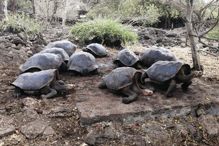 7 dagars Galapagos Santa Cruz och Isabela Islands plus Quito Tour