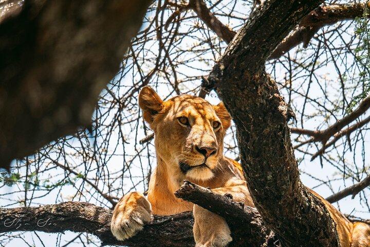 Maravillas de la naturaleza: aventura de 5 días en un safari por la vida silvestre en Tanzania