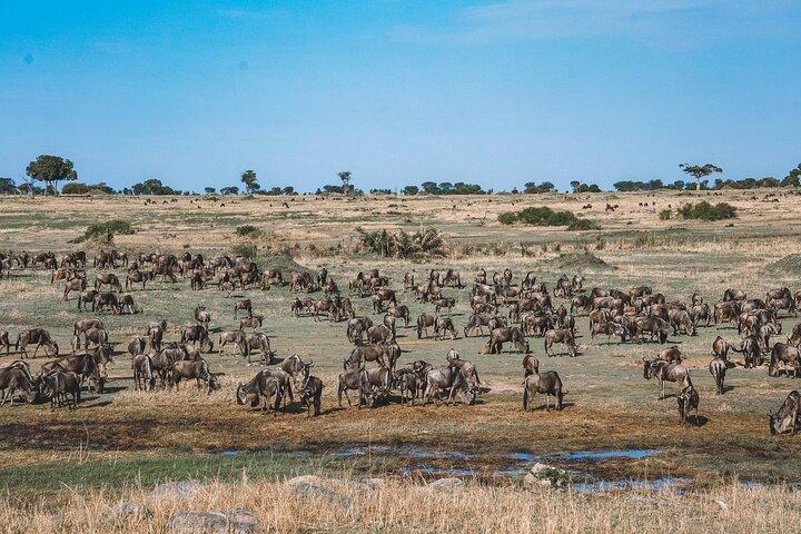 Wonderen van de natuur: 5-daags Tanzania Wildlife Safari-avontuur