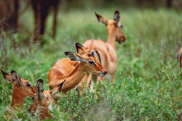 Wonderen van de natuur: 5-daags Tanzania Wildlife Safari-avontuur