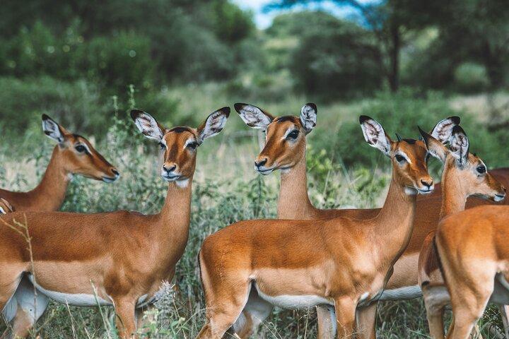 Wonderen van de natuur: 5-daags Tanzania Wildlife Safari-avontuur