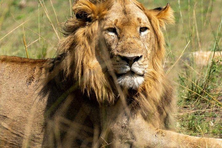 1日サファリ～アカゲラ国立公園～ビッグ5サファリ