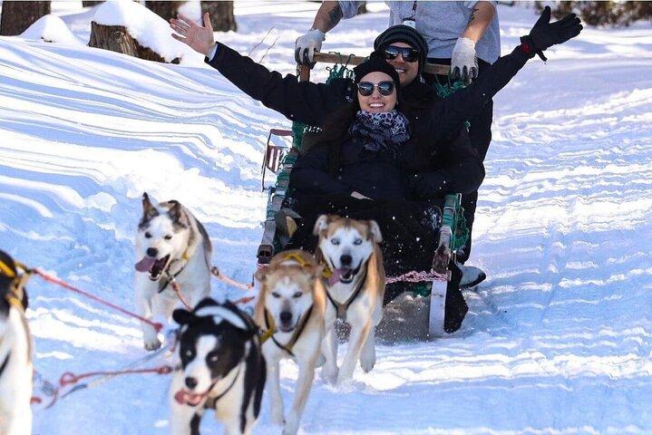 Ushuaia: Full day Nieve: Trineo con Huskies Moto de Nieve 4x4