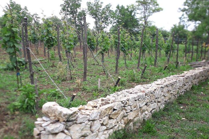 Visite du vin de Kutaisi