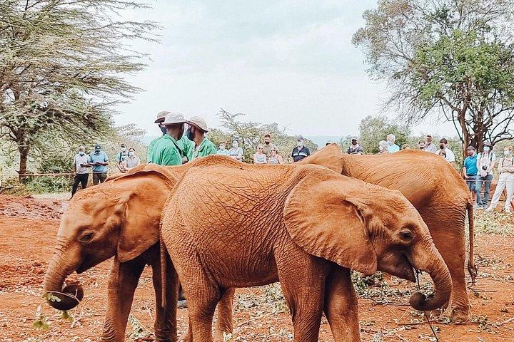 Early Nairobi Park Giraffe Centre and Optional Elephant Orphanage