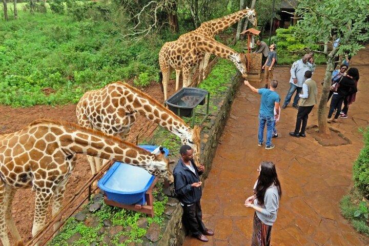 Giraffe Centre and Bomas of Kenya Tour