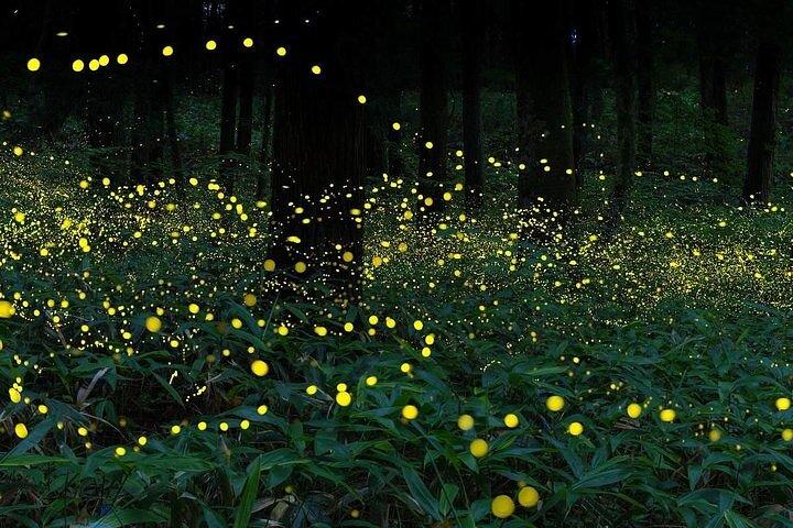 Unglaubliche Firefly Kuala Selangor-Tagestour