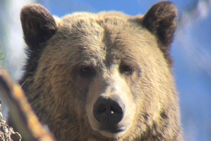 Tour privado de Yellowstone: sitios ICÓNICOS, vida silvestre, caminatas para toda la familia + almuerzo