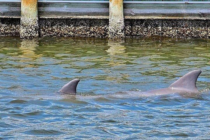 Cocoa Beach Delfin- und Wildtiertour