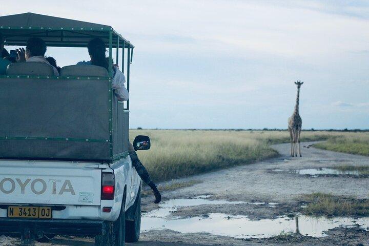 Safari nel parco nazionale di Etosha con guide turistiche professionali nate a Etosha.