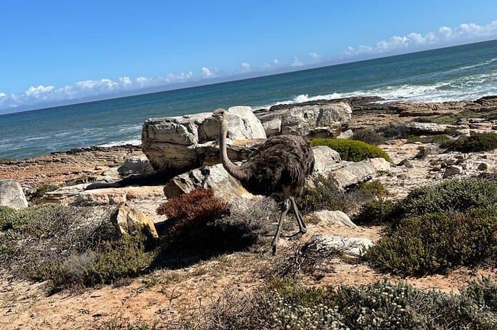 Private Tour: Table Mountain Boulder's Beach Penguin Cape Point