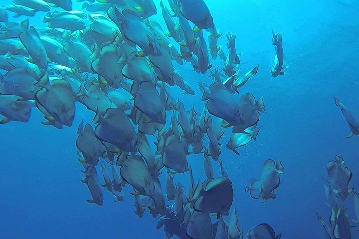 Ras Mohamed & White Island Snorkeling or Scuba Diving trip