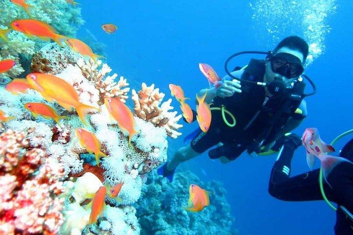 Ras Mohamed & White Island Snorkeling or Scuba Diving trip