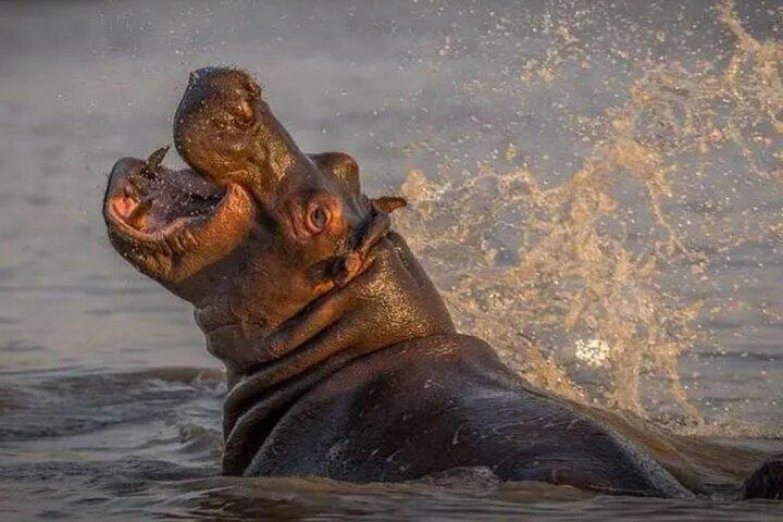 ダーバン発 3 日間のシュシュルウェ動物保護区とイシマンガリソ湿地