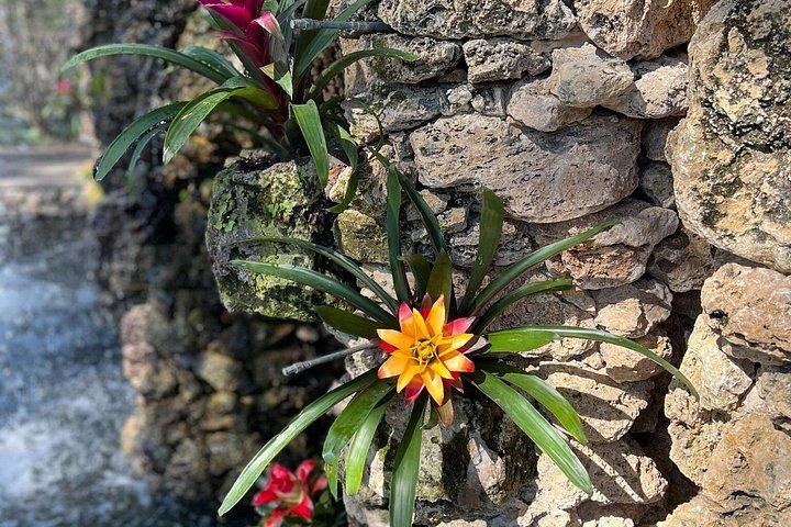 ダラス樹木園と植物園ツアー