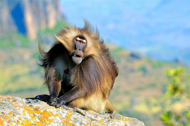 3 Días Trekking Montañas Simien Tours