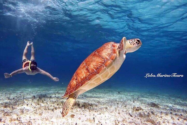Schnorcheltour zum Seestern- und Schildkrötenschutzgebiet in Cozumel