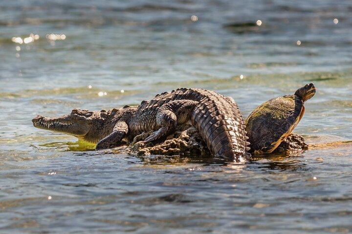 Fra Atlanterhavet til Stillehavet Privat Panama-kanal & Jungle-tur