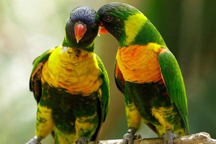 Entrada a Singapore Bird Paradise