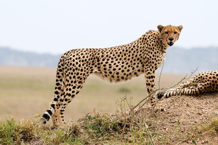 Excursión de safari privado de 4 días a Serengeti y Ngorongoro