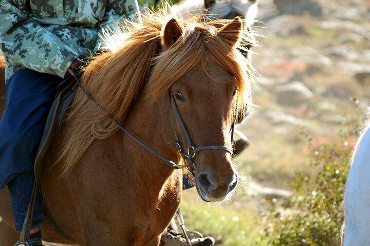 Horseback Riding Tour in Iceland