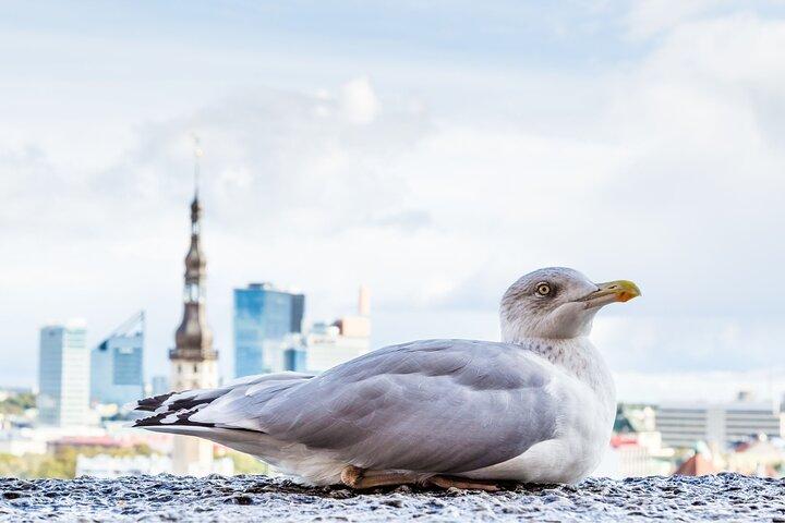 Privater, maßgeschneiderter Rundgang mit lokalem Reiseführer in Tallinn