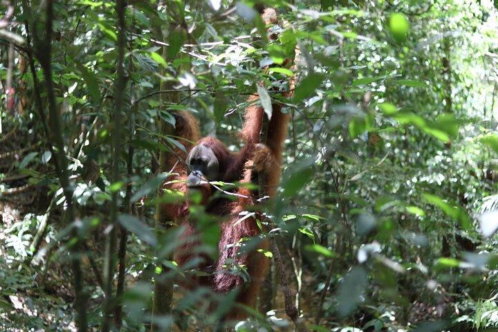 Bukit Lawang Heldags Jungle Trek