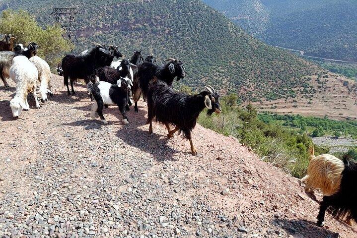 Excursion 3 Valleys of the Atlas Mountains and Agafay Desert