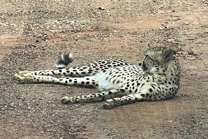 Johannesburg: Pilanesberg Safari Game Drive incl Lunch