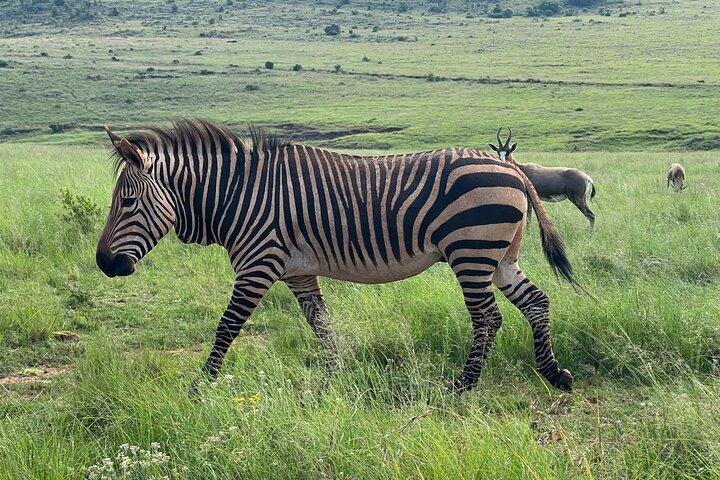 Johannesburg: Pilanesberg Safari Game Drive incl Lunch