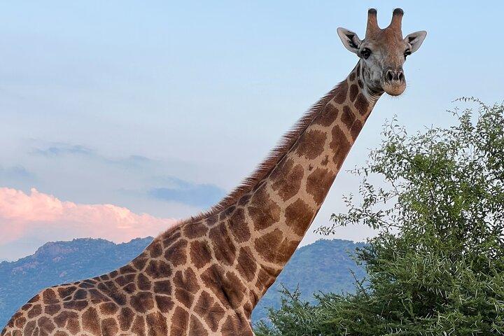 Johannesburg: Pilanesberg Safari Game Drive incl Lunch