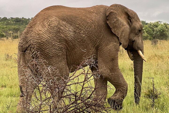 Johannesburg: Pilanesberg Safari Game Drive incl Lunch