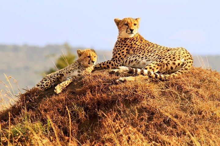 3 dias 2 noites Masai Mara ingressando no Safari de Nairobi