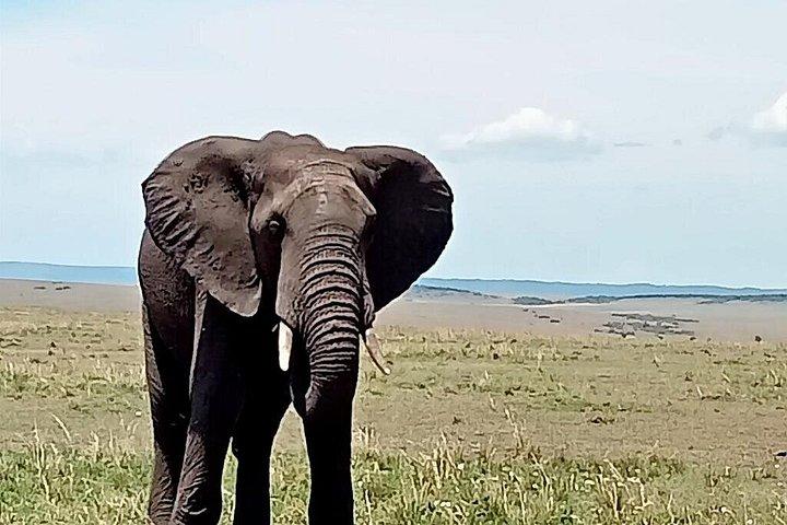 3泊2日マサイマラナイロビからサファリに参加