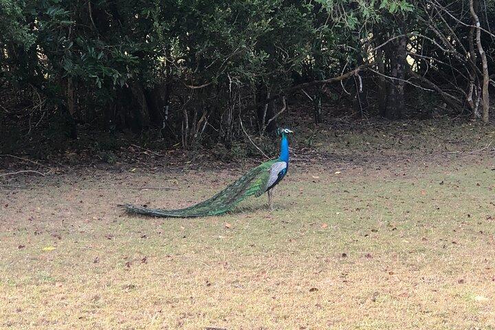 Wilpattu-Safaritour ab Negombo