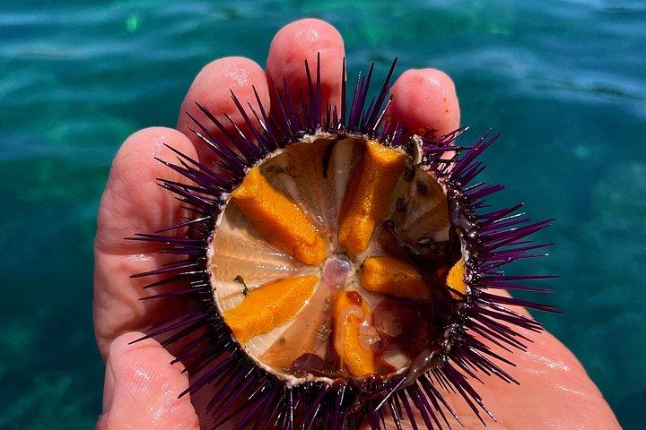 プロチダ島またはイスキア島を巡る5時間のボートツアー（プライベート）