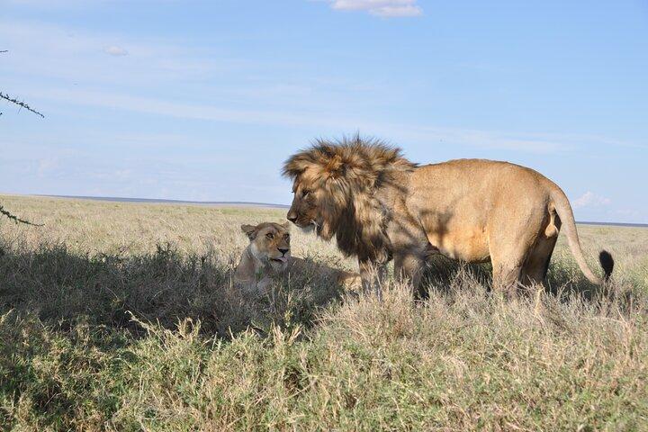 Privat 8-dages Mara River Crossing Serengeti Wildebeest Migration