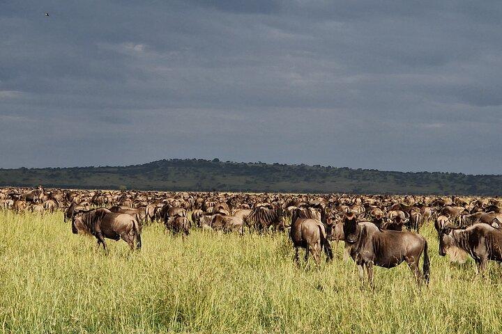 Privé 8-daagse Mara River Crossing Serengeti Wildebeest-migratie
