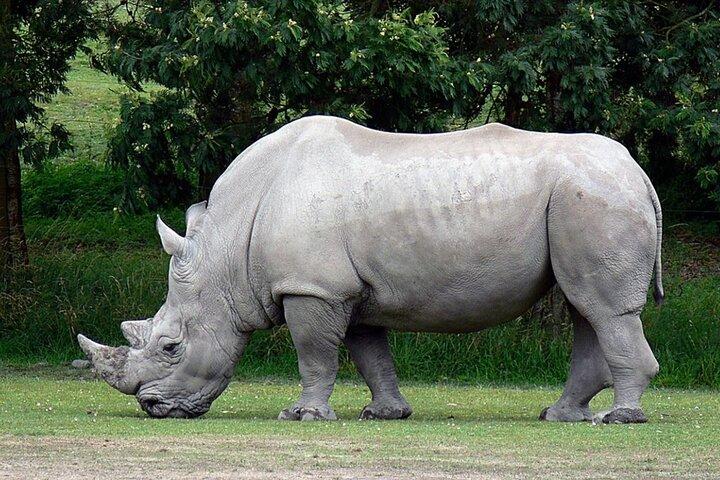 Réserve de chasse Tala Safari d'une demi-journée au départ de Durban