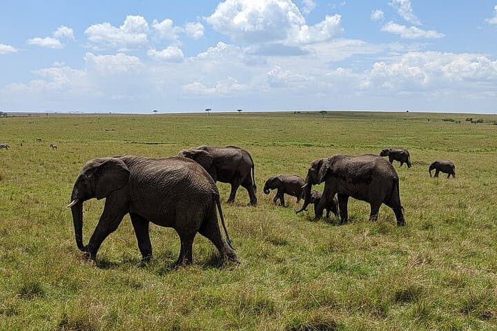 3 Days and 2 Nights Private Safari Tour To MasaiMara
